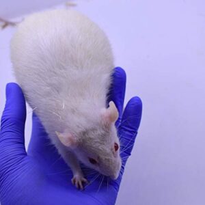 MiceDirect Frozen Rat Combo Pack–1 Rat Large & 1 Rat Jumbo Food for Corn Snakes, Ball Pythons