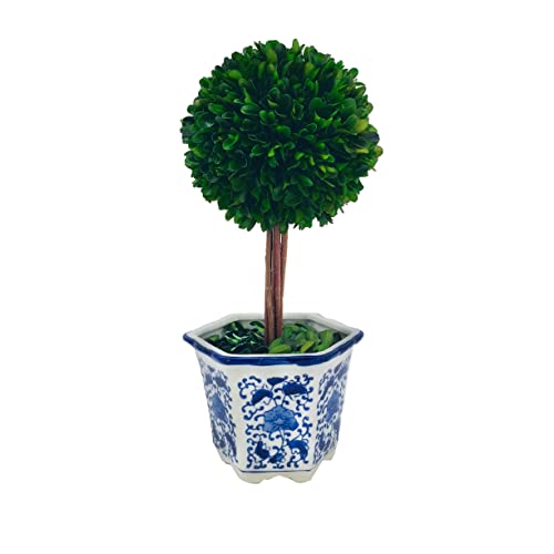 Galt International Preserved Boxwood Topiary Tree in Blue & White Ceramic Pot - Plant and Table Centerpiece - Stunning Greenery and Plant Decor for Home 5.9" Diameter Topiary 14" Tall