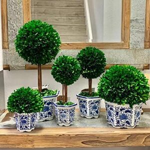 Galt International Preserved Boxwood Topiary Tree in Blue & White Ceramic Pot - Plant and Table Centerpiece - Stunning Greenery and Plant Decor for Home 5.9" Diameter Topiary 14" Tall