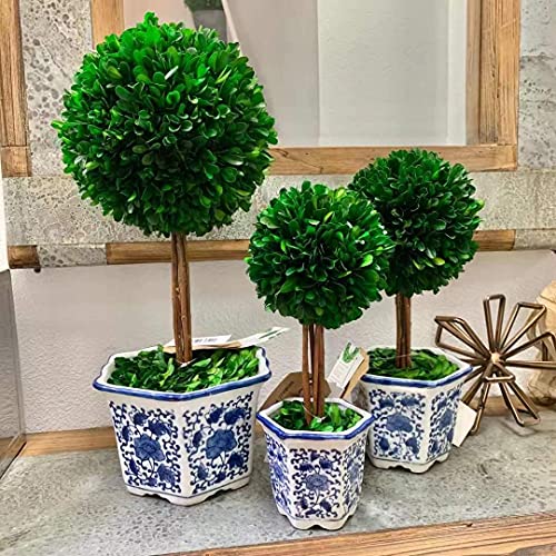 Galt International Preserved Boxwood Topiary Tree in Blue & White Ceramic Pot - Plant and Table Centerpiece - Stunning Greenery and Plant Decor for Home 5.9" Diameter Topiary 14" Tall