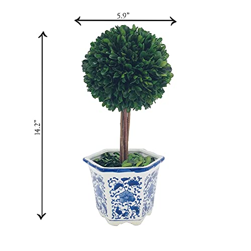 Galt International Preserved Boxwood Topiary Tree in Blue & White Ceramic Pot - Plant and Table Centerpiece - Stunning Greenery and Plant Decor for Home 5.9" Diameter Topiary 14" Tall