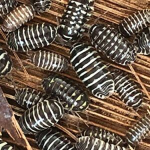 Bugzy Bugs Zebra Armadillidium Isopods 10 Count Live Roly Poly Cleanup Crew Feeders for Terrarium Reptile Insect Pet Food