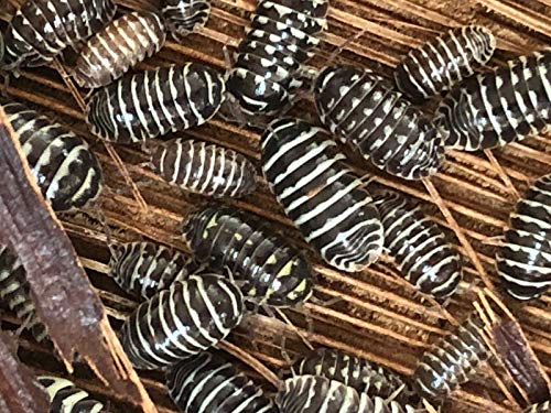 Bugzy Bugs Zebra Armadillidium Isopods 10 Count Live Roly Poly Cleanup Crew Feeders for Terrarium Reptile Insect Pet Food