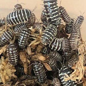 Bugzy Bugs Zebra Armadillidium Isopods 10 Count Live Roly Poly Cleanup Crew Feeders for Terrarium Reptile Insect Pet Food