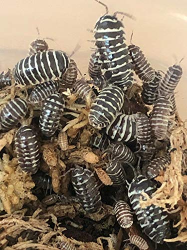 Bugzy Bugs Zebra Armadillidium Isopods 10 Count Live Roly Poly Cleanup Crew Feeders for Terrarium Reptile Insect Pet Food