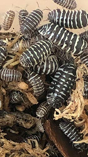 Bugzy Bugs Zebra Armadillidium Isopods 10 Count Live Roly Poly Cleanup Crew Feeders for Terrarium Reptile Insect Pet Food