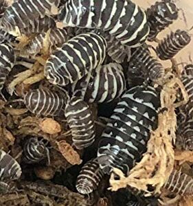 Bugzy Bugs Zebra Armadillidium Isopods 10 Count Live Roly Poly Cleanup Crew Feeders for Terrarium Reptile Insect Pet Food