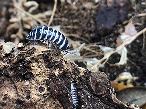 Bugzy Bugs Zebra Armadillidium Isopods 10 Count Live Roly Poly Cleanup Crew Feeders for Terrarium Reptile Insect Pet Food