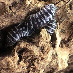 Bugzy Bugs Zebra Armadillidium Isopods 10 Count Live Roly Poly Cleanup Crew Feeders for Terrarium Reptile Insect Pet Food