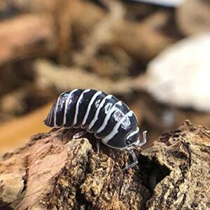 Bugzy Bugs Zebra Armadillidium Isopods 10 Count Live Roly Poly Cleanup Crew Feeders for Terrarium Reptile Insect Pet Food