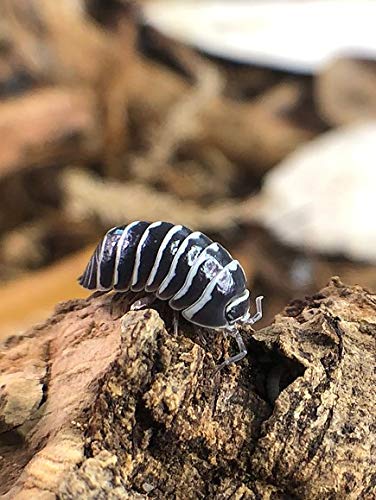 Bugzy Bugs Zebra Armadillidium Isopods 10 Count Live Roly Poly Cleanup Crew Feeders for Terrarium Reptile Insect Pet Food