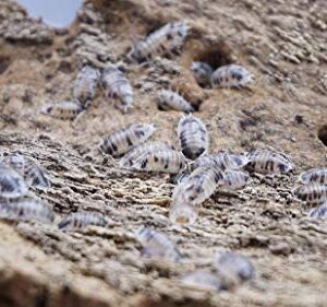 Bugzy Bugs Porcellio Laevis Dairy Cow 15 Count Live Isopods Roly Poly Cleanup Crew Reptile Food Terrarium Vivarium