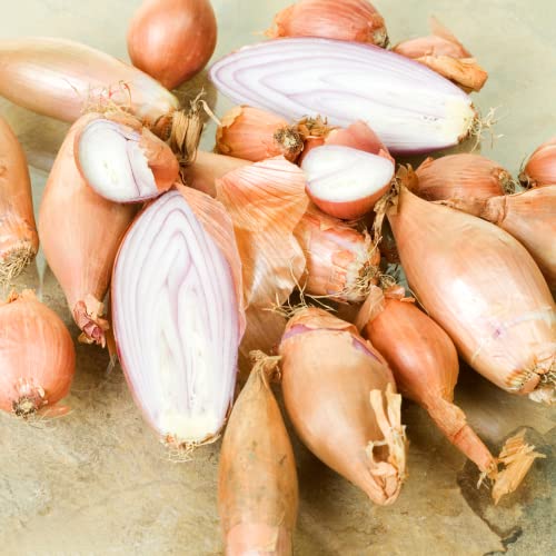 Park Seed Classic French Zebrune Shallot Seeds, Productive Heirloom, Pack of 200 Seeds