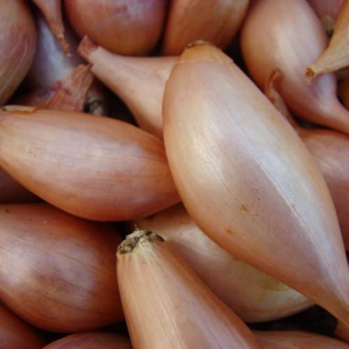 Park Seed Classic French Zebrune Shallot Seeds, Productive Heirloom, Pack of 200 Seeds