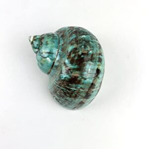 worlds large polished green jade turbo sea shells&hermit crab sea shells,turbo shells 3-1/2"~4" inch