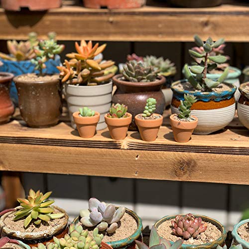 Yishang Mini Terracotta Pots with Drainage Holes - 1.2 inches Succulent Cactus Nursery Planter,Tiny Clay Nursery Pots for Indoor/Outdoor Mini Plant, DIY Crafts, Wedding Favors(18 Pack)