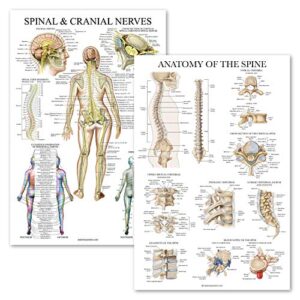 2 pack: spinal and cranial nerves + anatomy of the spine poster set - set of 2 anatomical charts - laminated - 18" x 24"
