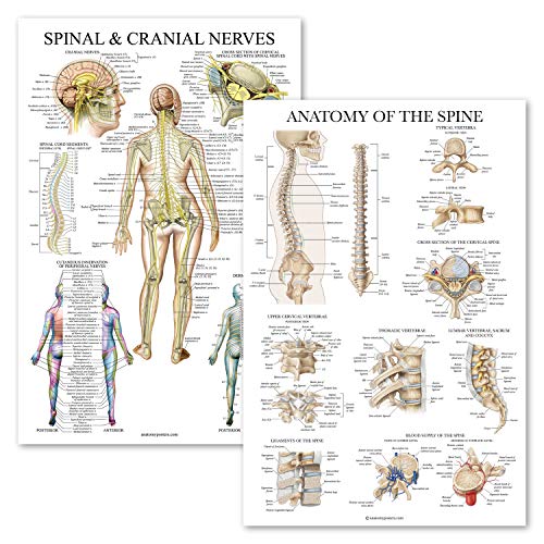 2 Pack: Spinal and Cranial Nerves + Anatomy of the Spine Poster Set - Set of 2 Anatomical Charts - Laminated - 18" x 24"