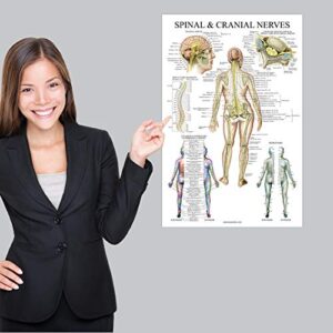 2 Pack: Spinal and Cranial Nerves + Anatomy of the Spine Poster Set - Set of 2 Anatomical Charts - Laminated - 18" x 24"