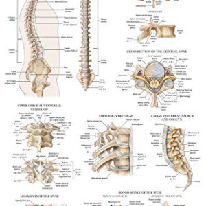 2 Pack: Spinal and Cranial Nerves + Anatomy of the Spine Poster Set - Set of 2 Anatomical Charts - Laminated - 18" x 24"