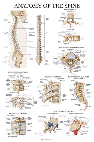 2 Pack: Spinal and Cranial Nerves + Anatomy of the Spine Poster Set - Set of 2 Anatomical Charts - Laminated - 18" x 24"