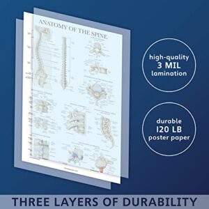 2 Pack: Spinal and Cranial Nerves + Anatomy of the Spine Poster Set - Set of 2 Anatomical Charts - Laminated - 18" x 24"