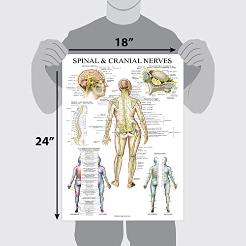 2 Pack: Spinal and Cranial Nerves + Anatomy of the Spine Poster Set - Set of 2 Anatomical Charts - Laminated - 18" x 24"
