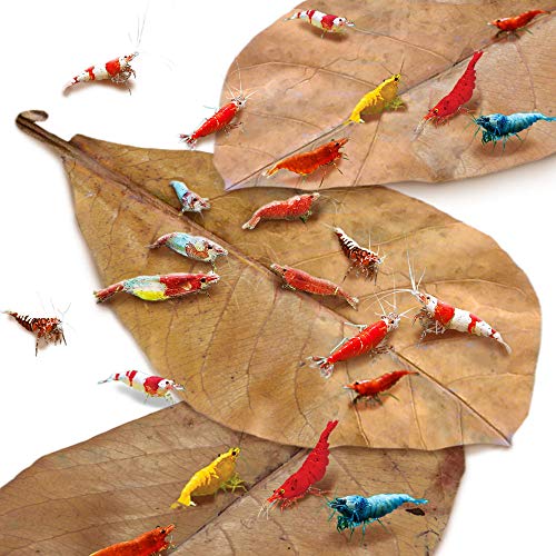 JOR 12 Pack Water Conditioner Leaves for Freshwater Betta & Shrimp Aquarium, Fin Rot Treatment 4-7 Inches Long Indian Almond Leaves, Leaf Lowers Tank's pH, Helps In Successful Breeding, Aquarium Décor