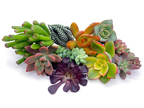 7 Live Succulent Cuttings, NO Roots on Plants, Succulents Plants Live, Great for Terrariums, Mini Garden Starter Plants by The Succulent Cult