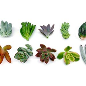 7 Live Succulent Cuttings, NO Roots on Plants, Succulents Plants Live, Great for Terrariums, Mini Garden Starter Plants by The Succulent Cult