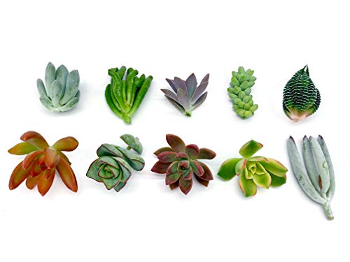 7 Live Succulent Cuttings, NO Roots on Plants, Succulents Plants Live, Great for Terrariums, Mini Garden Starter Plants by The Succulent Cult