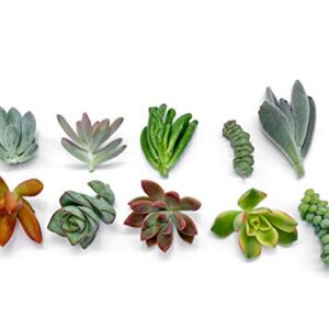 7 Live Succulent Cuttings, NO Roots on Plants, Succulents Plants Live, Great for Terrariums, Mini Garden Starter Plants by The Succulent Cult