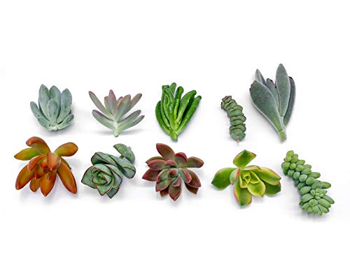 7 Live Succulent Cuttings, NO Roots on Plants, Succulents Plants Live, Great for Terrariums, Mini Garden Starter Plants by The Succulent Cult