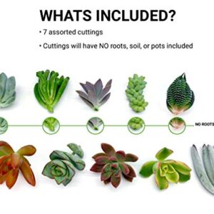 7 Live Succulent Cuttings, NO Roots on Plants, Succulents Plants Live, Great for Terrariums, Mini Garden Starter Plants by The Succulent Cult