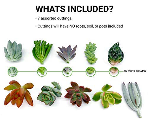 7 Live Succulent Cuttings, NO Roots on Plants, Succulents Plants Live, Great for Terrariums, Mini Garden Starter Plants by The Succulent Cult