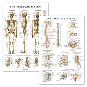 palace learning 2 pack: skeletal system anatomy + anatomy of the spine poster set - set of 2 anatomical charts - laminated - 18" x 24"