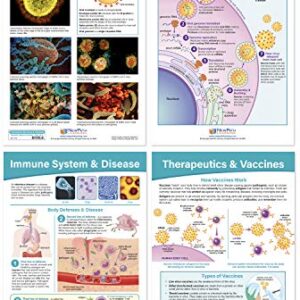 NewPath Learning Coronavirus Structure & Immunity Bulletin Board Chart Set, Set/4 - Laminated, Double-Sided, Full-Color, 12" x 18" (94-7716)