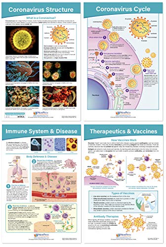 NewPath Learning Coronavirus Structure & Immunity Bulletin Board Chart Set, Set/4 - Laminated, Double-Sided, Full-Color, 12" x 18" (94-7716)