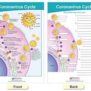 NewPath Learning Coronavirus Structure & Immunity Bulletin Board Chart Set, Set/4 - Laminated, Double-Sided, Full-Color, 12" x 18" (94-7716)