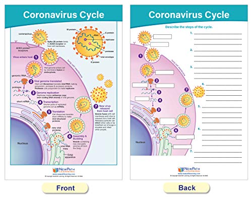 NewPath Learning Coronavirus Structure & Immunity Bulletin Board Chart Set, Set/4 - Laminated, Double-Sided, Full-Color, 12" x 18" (94-7716)