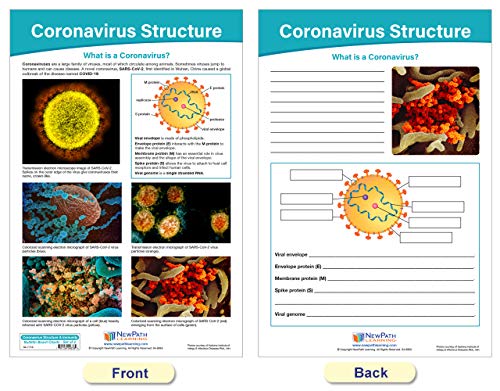 NewPath Learning Coronavirus Structure & Immunity Bulletin Board Chart Set, Set/4 - Laminated, Double-Sided, Full-Color, 12" x 18" (94-7716)