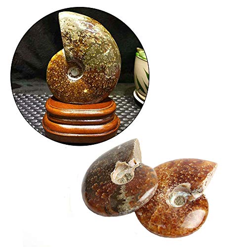 Wixine 2Pcs Natural Iridescent Ammonite Facet Specimen Fossil Madagascar Stone Gem