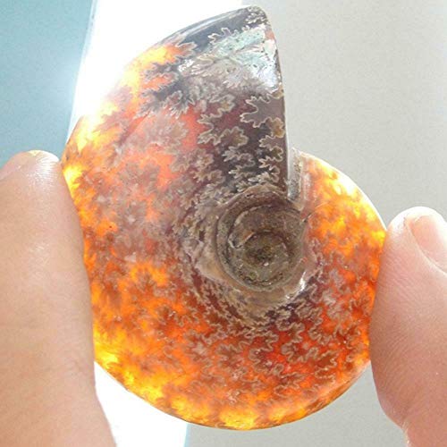 Wixine 2Pcs Natural Iridescent Ammonite Facet Specimen Fossil Madagascar Stone Gem