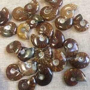 Wixine 2Pcs Natural Iridescent Ammonite Facet Specimen Fossil Madagascar Stone Gem