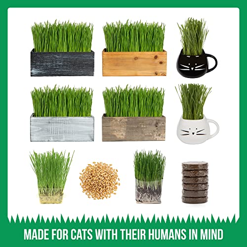 The Cat Ladies Cat Grass Kit (Organic) Complete with Rustic Wood Planter, Seed and Soil. Easy to Grow.