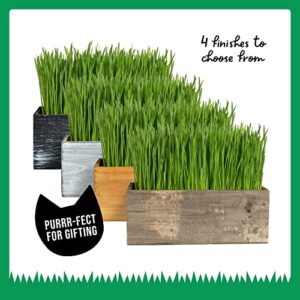 The Cat Ladies Cat Grass Kit (Organic) Complete with Rustic Wood Planter, Seed and Soil. Easy to Grow.