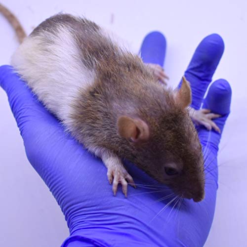 MiceDirect Frozen Rat Combo Feeder Rats 10 Larges & 10 Jumbos Adult Red Tail Boas Burmese Python