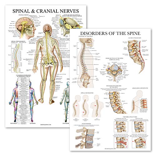 2 Pack: Spinal and Cranial Nerves + Disorders of the Spine Poster Set - Set of 2 Anatomical Charts - Laminated - 18" x 24"