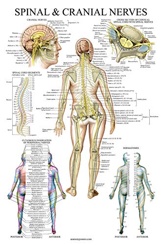 2 Pack: Spinal and Cranial Nerves + Disorders of the Spine Poster Set - Set of 2 Anatomical Charts - Laminated - 18" x 24"