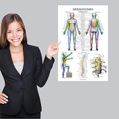 Palace Learning Dermatomes & Nervous System Anatomical Chart - Dermatomes Anatomy Poster